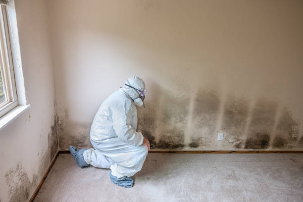 Best Black Mold Removal  in Three Lakes, WA