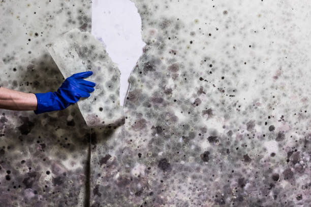 Best Home Mold Removal  in Three Lakes, WA