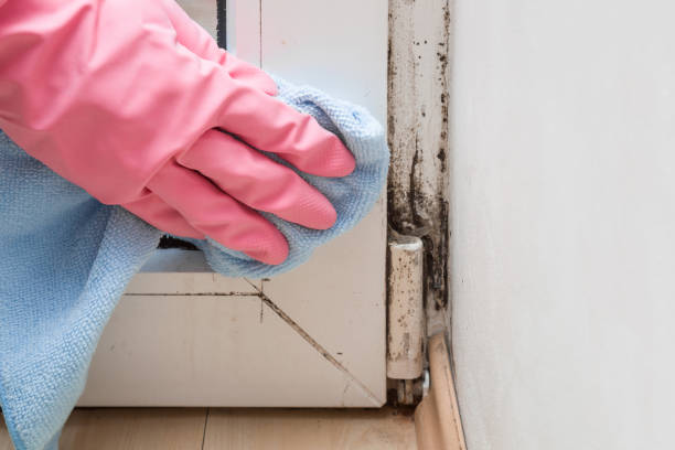 Best Professional Mold Removal  in Three Lakes, WA